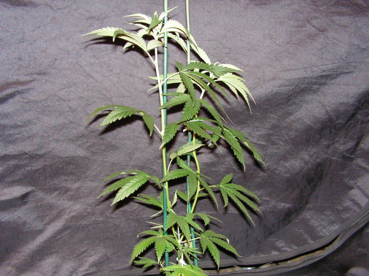Ac 2 ether female 1