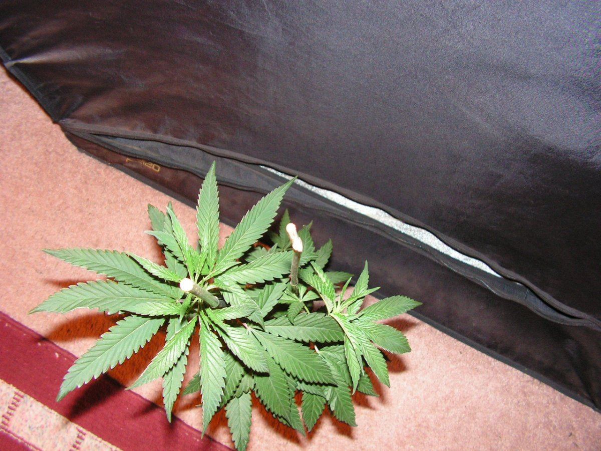 Ac 2 ether female 3