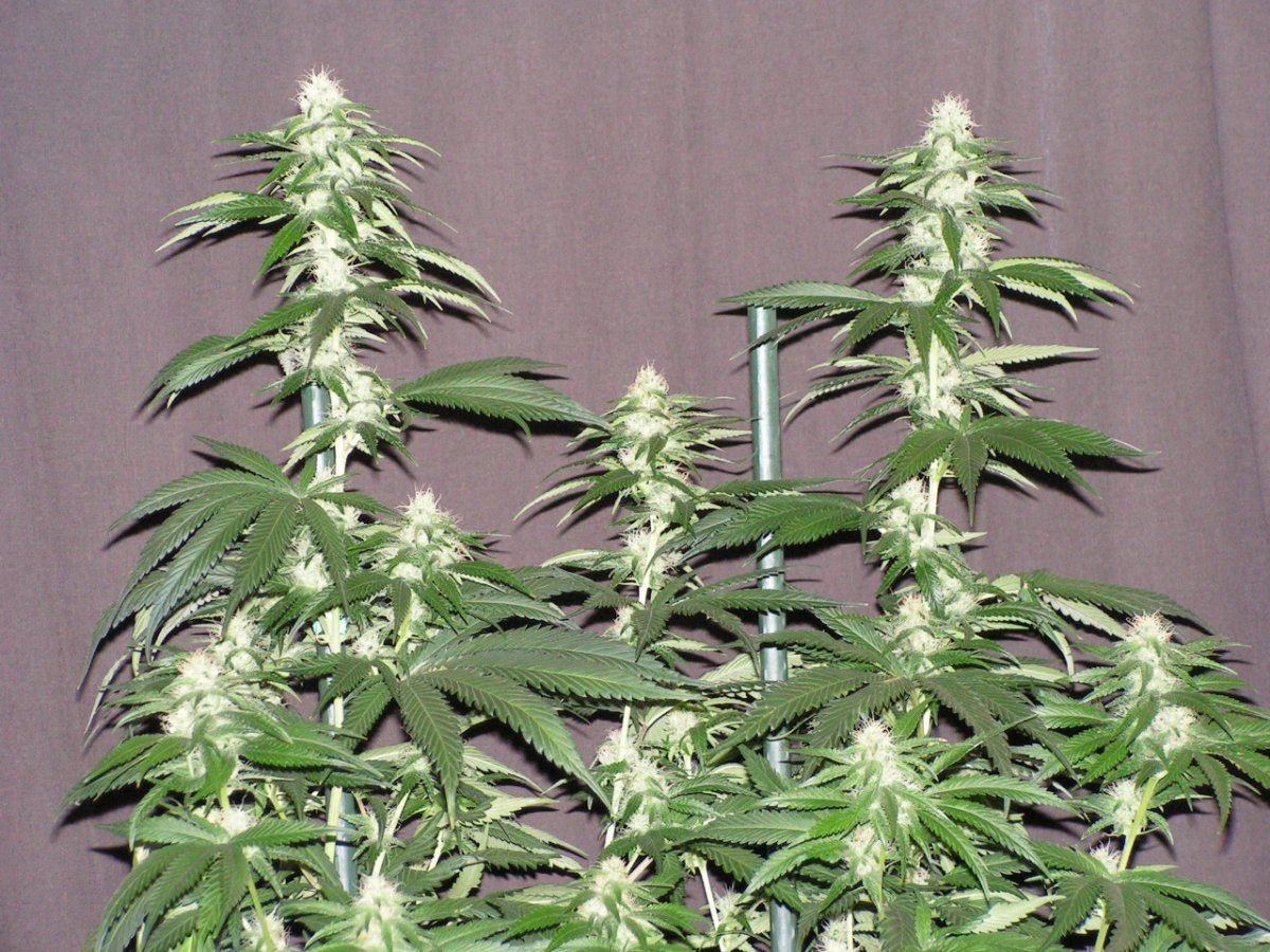 Ac 4 5