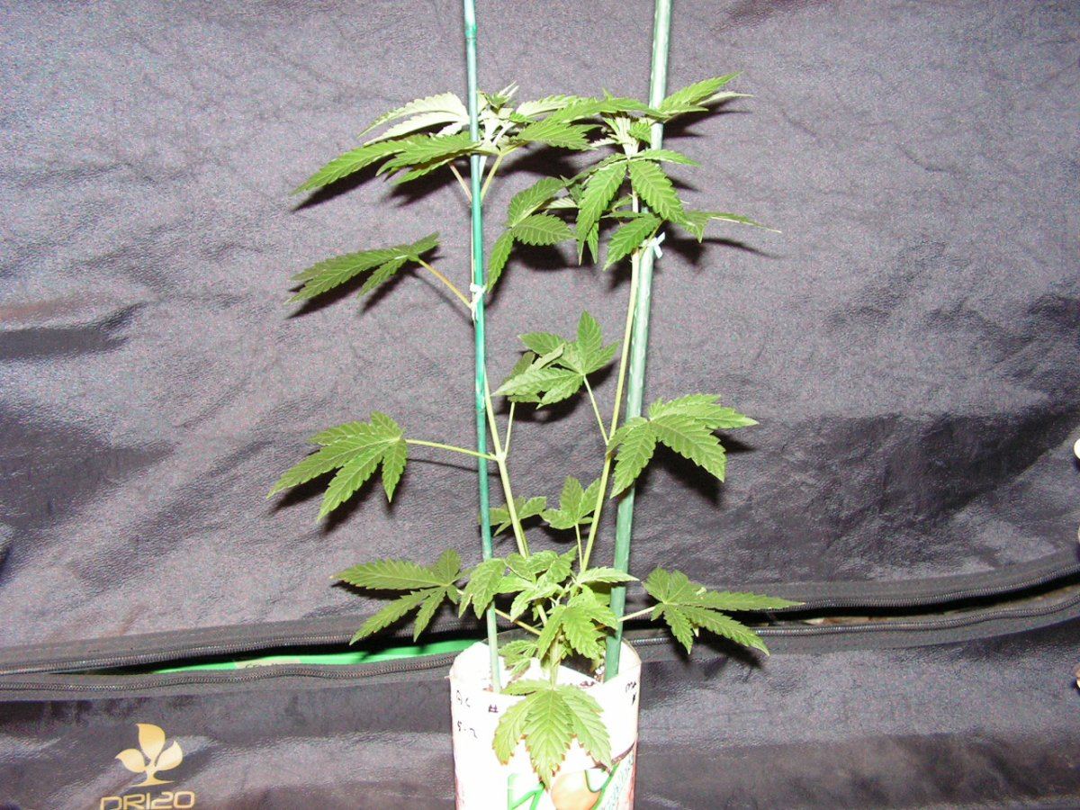 Ac 8 male 1