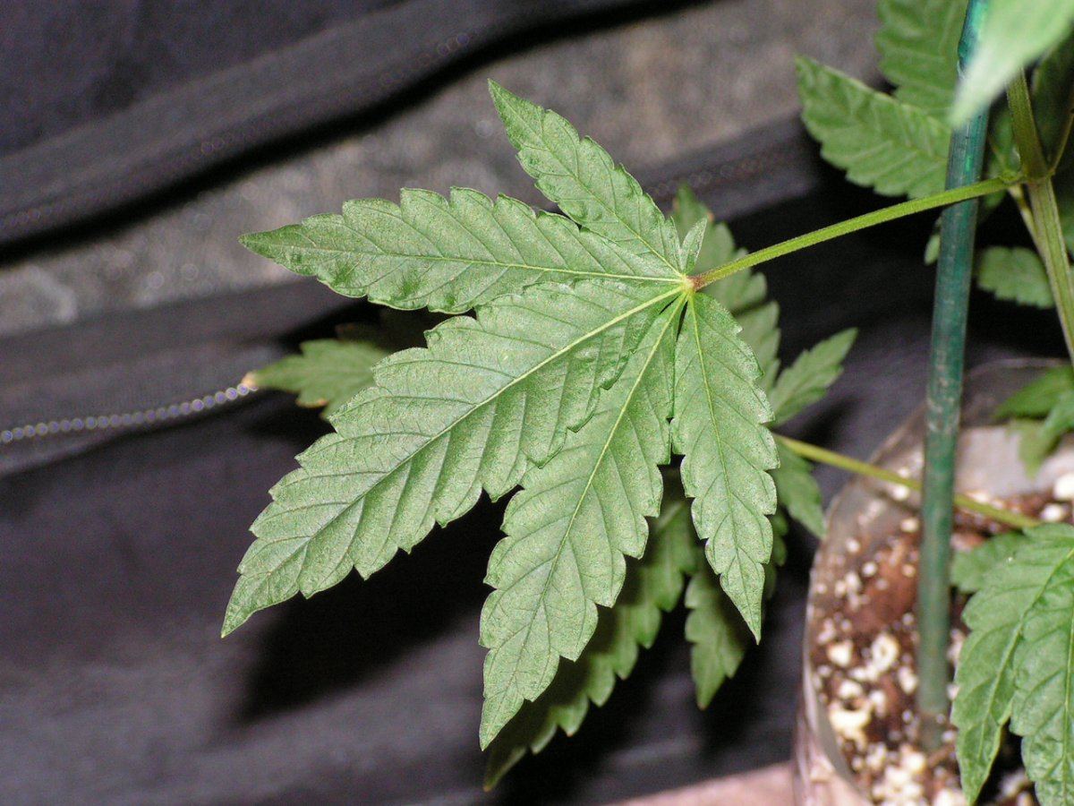 Ac 8 male 2