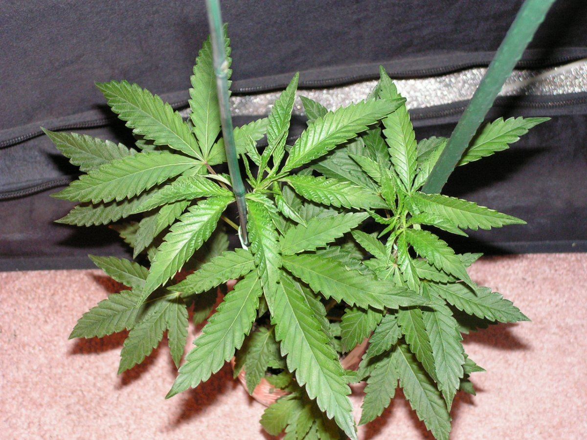 Ac 8 male 3