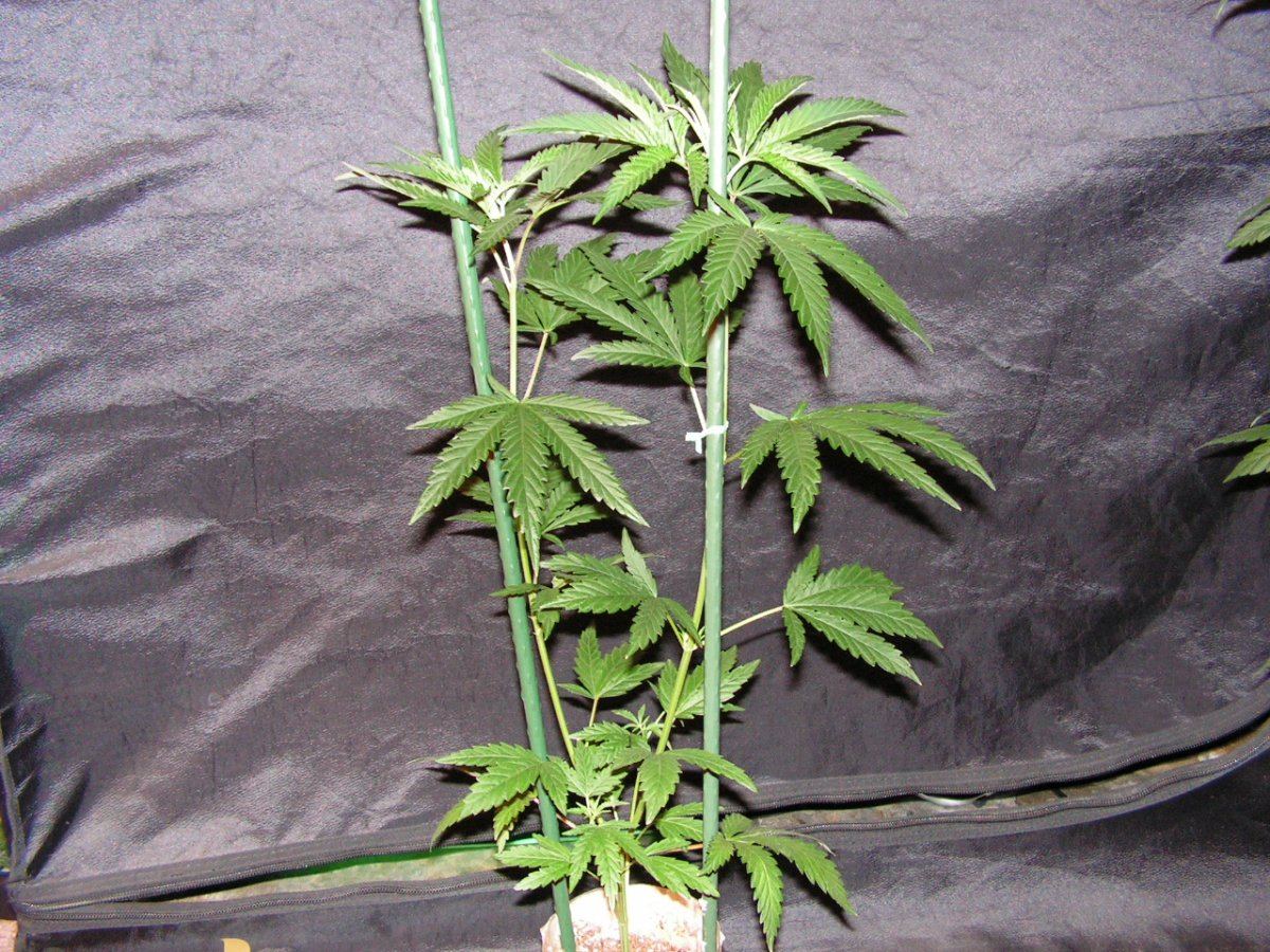 Ac 9 ether female 1
