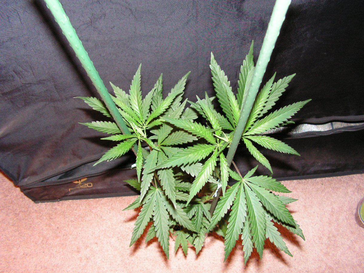 Ac 9 ether female 3