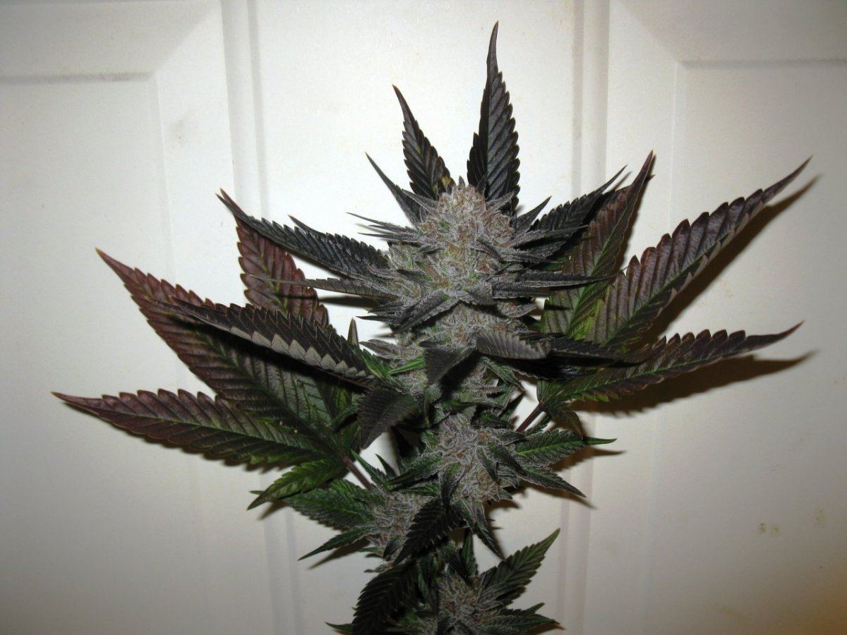 Ac chop 057
