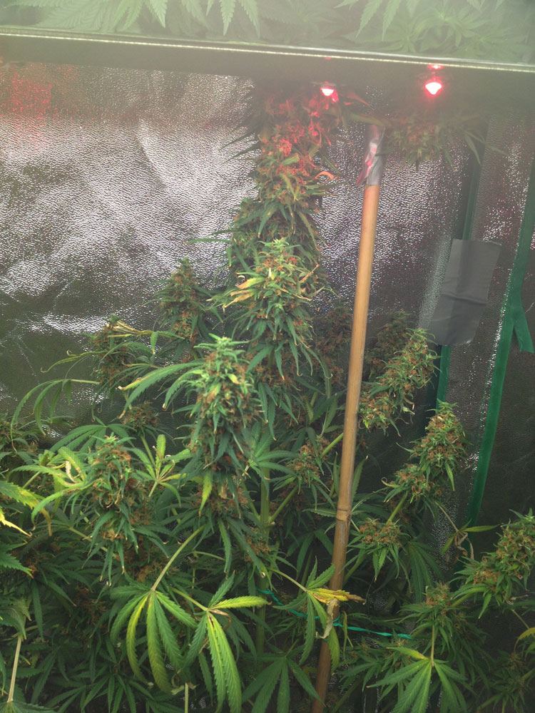 AC5