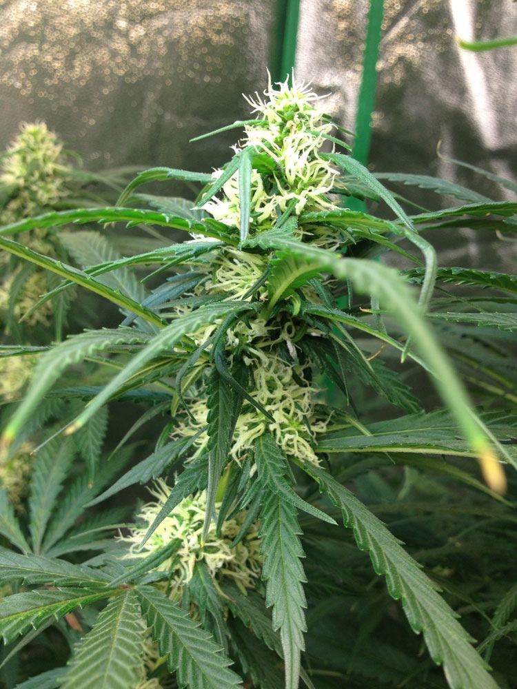 AC Bud1