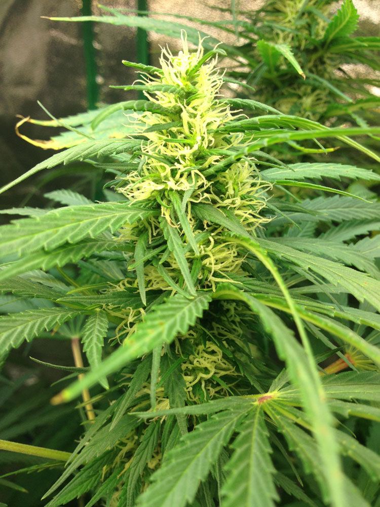 AC Bud2