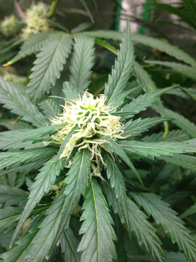 AC Bud3
