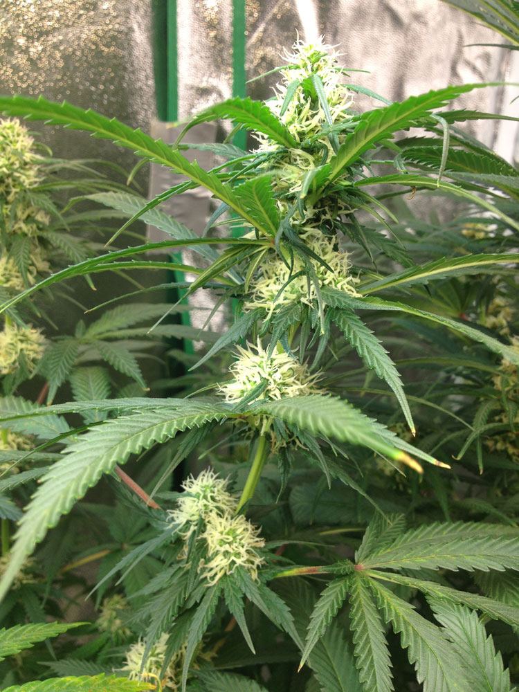 AC Bud4