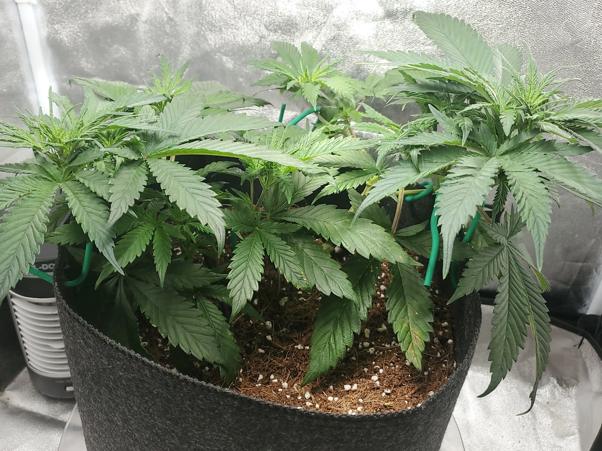 Accidental lst and looking for some guidancepls  ty 2