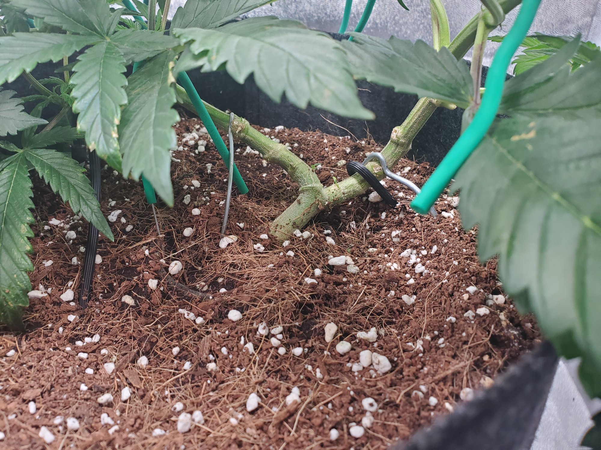 Accidental lst and looking for some guidancepls  ty