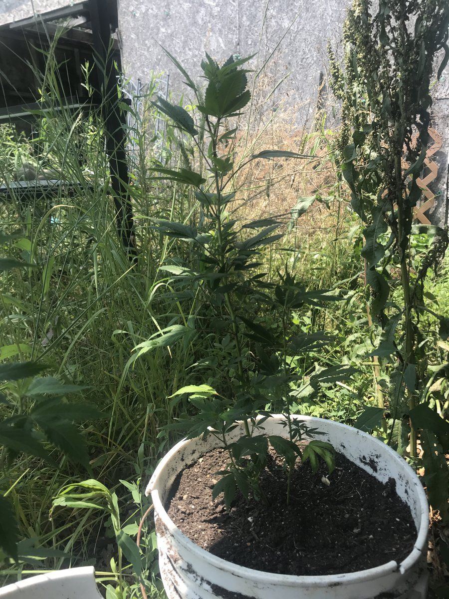 Acclimating clones for the outdoors 2