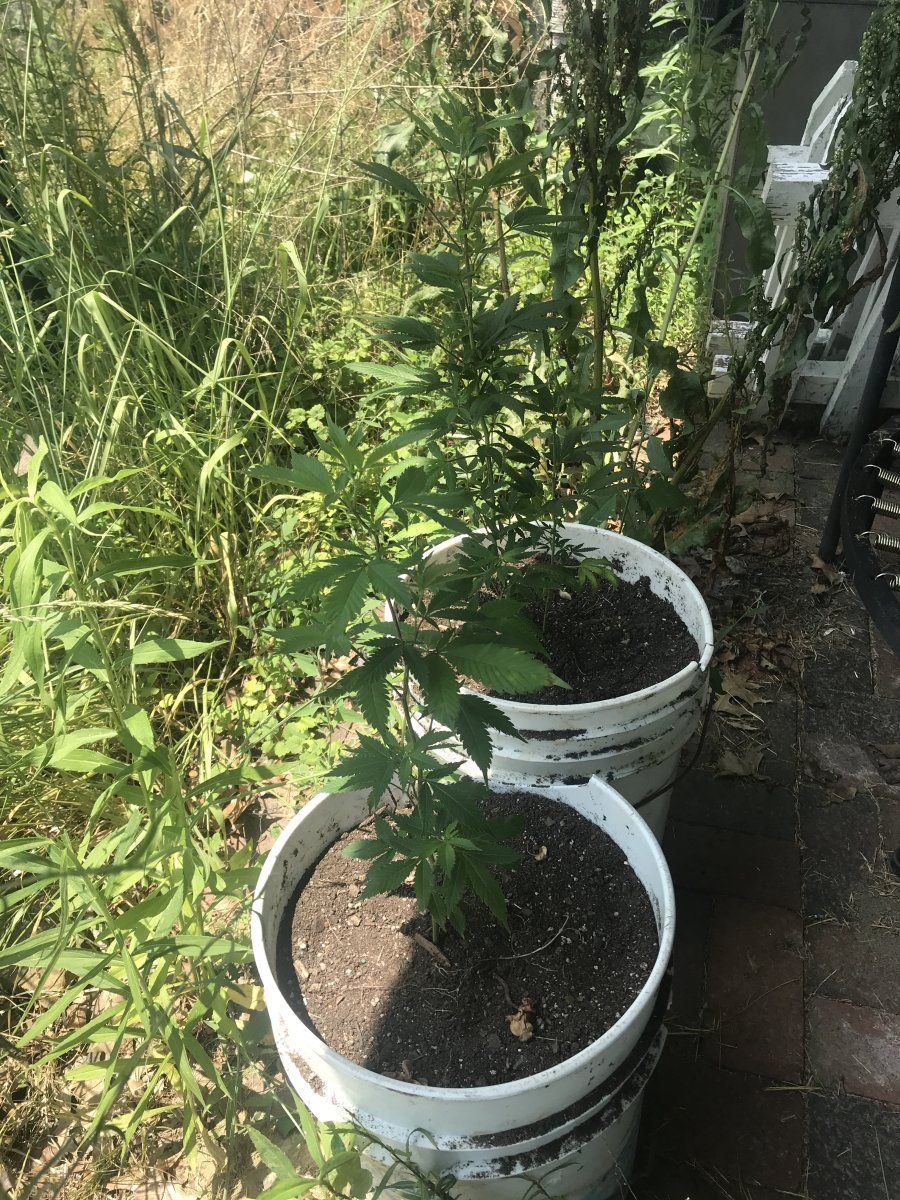 Acclimating clones for the outdoors 3