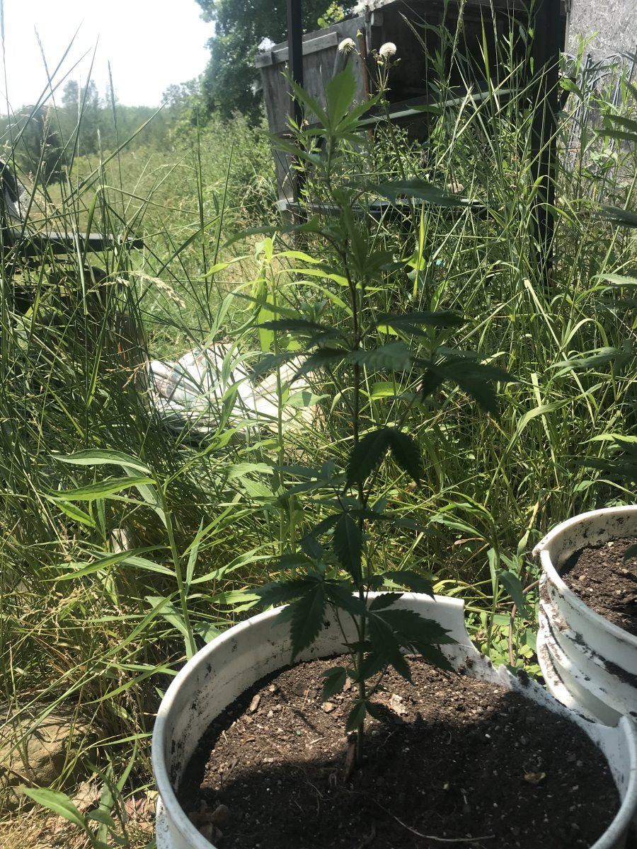 Acclimating clones for the outdoors