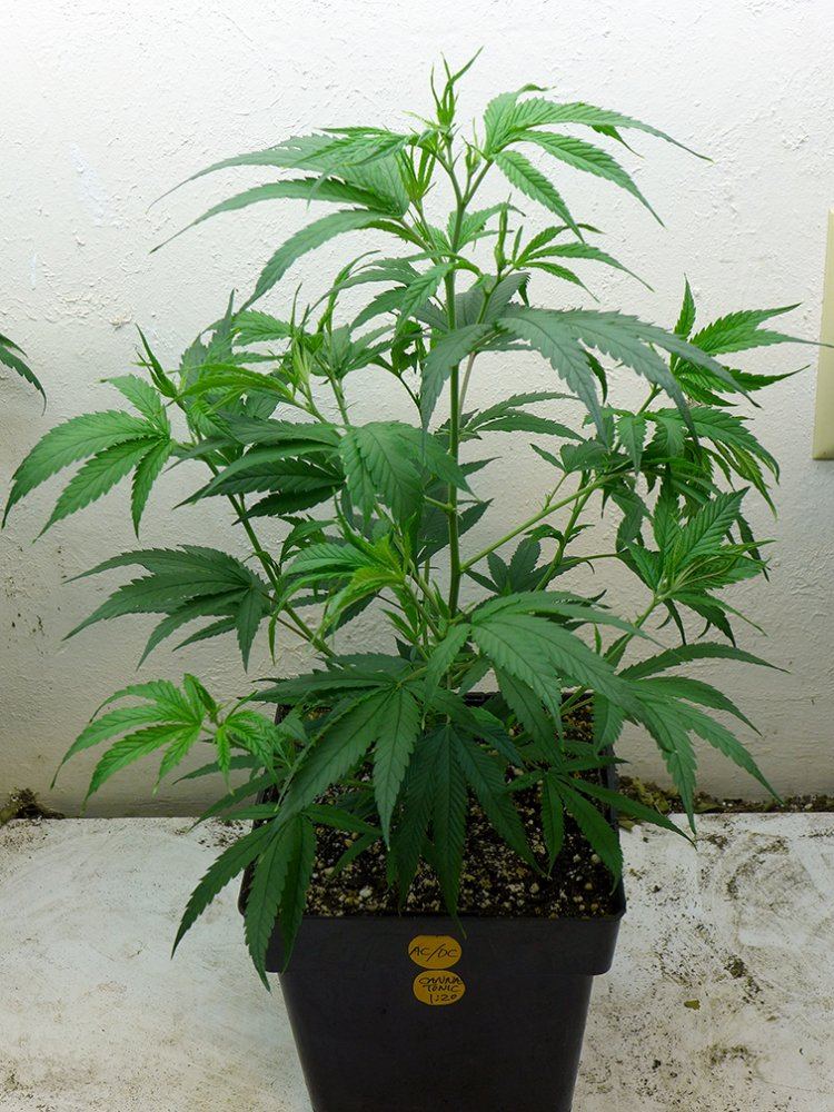 Acdc veg