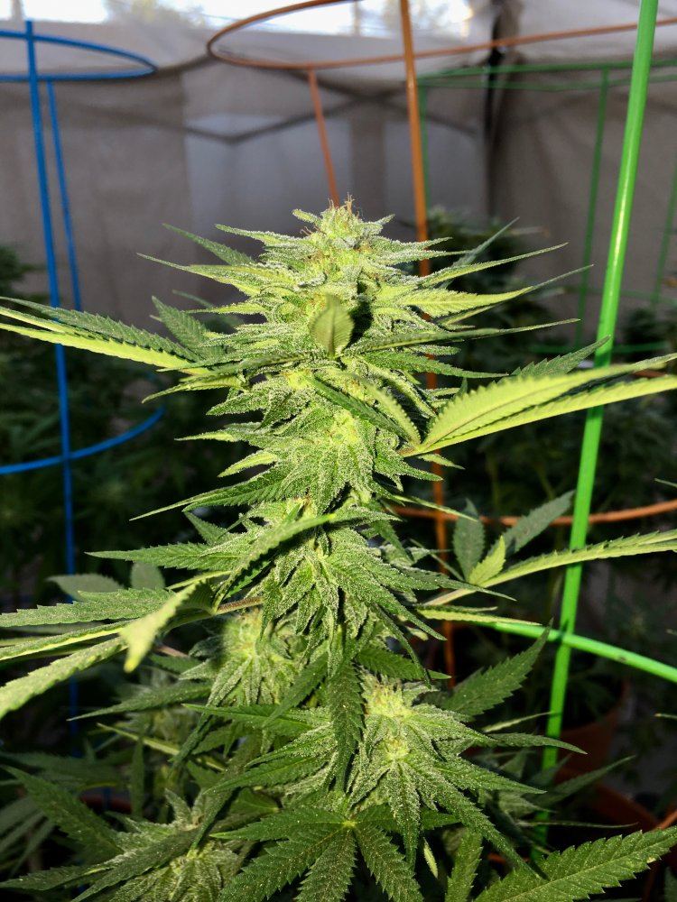Acdc x holydiver x jack skellington my first grows