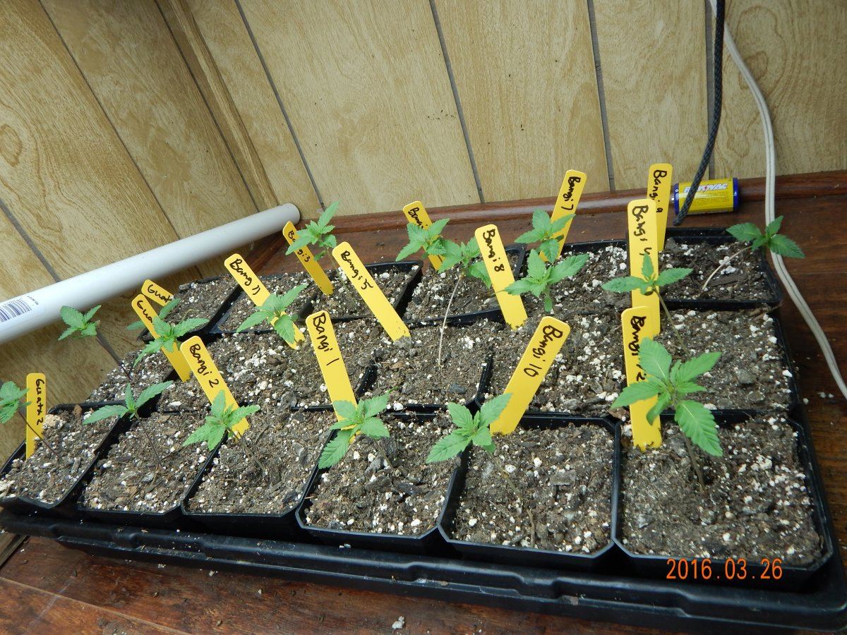 Ace seedlings 002