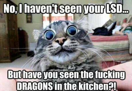 Acid Cat