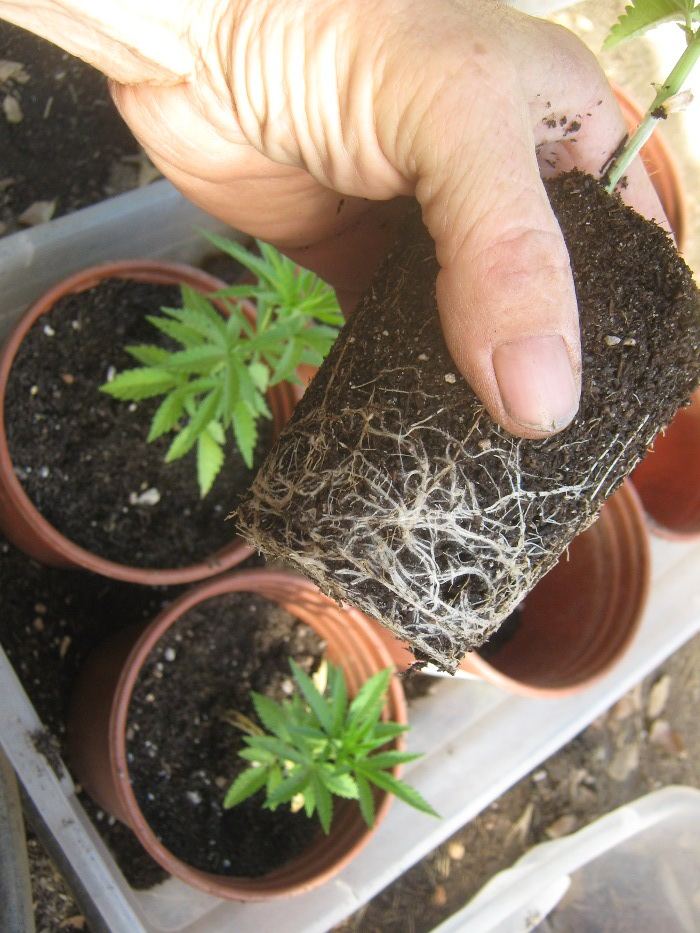 ACOGroots628