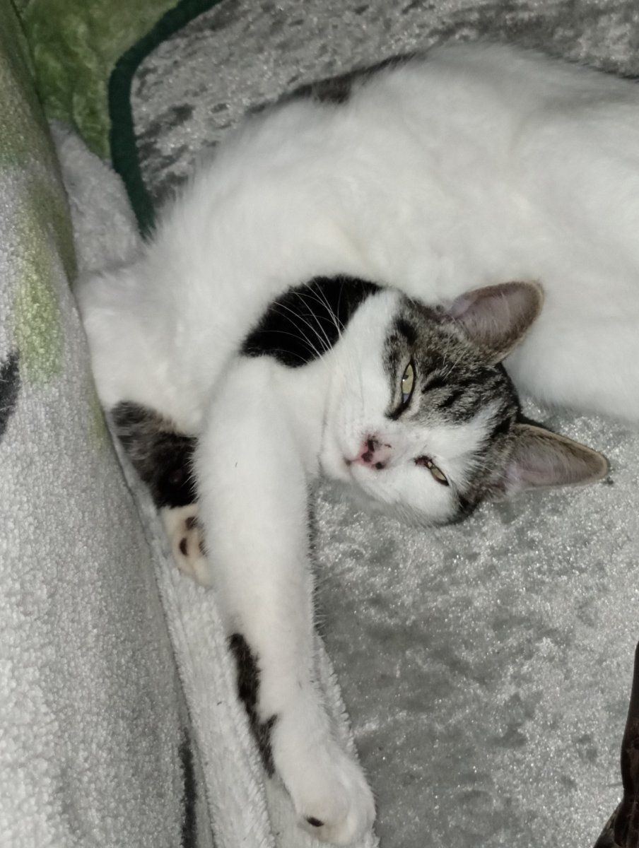 Acrobatcat