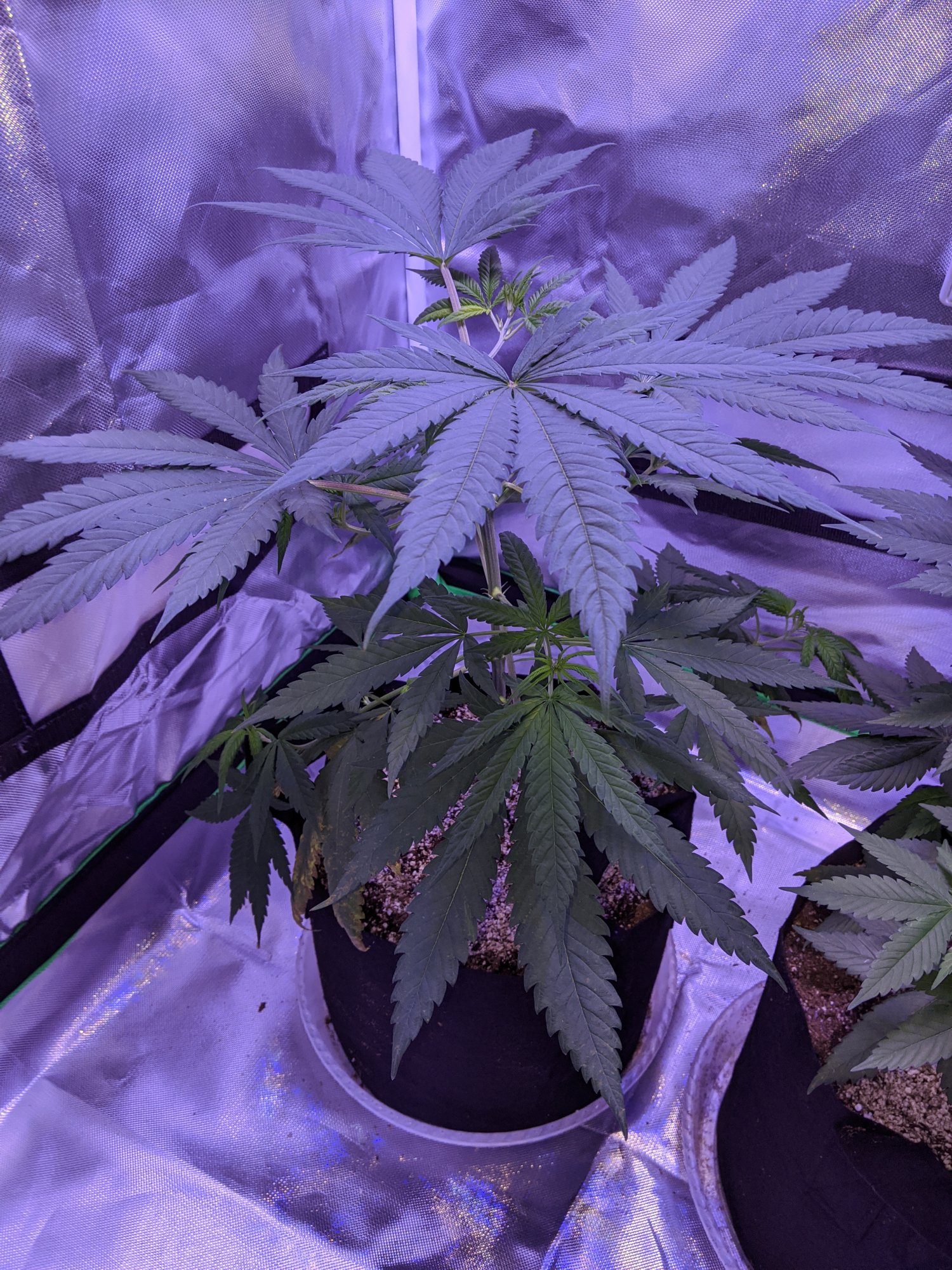www.thcfarmer.com