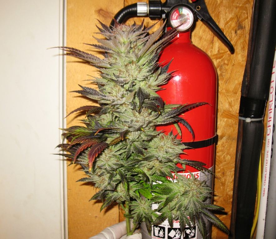 Ad 3 chop 019