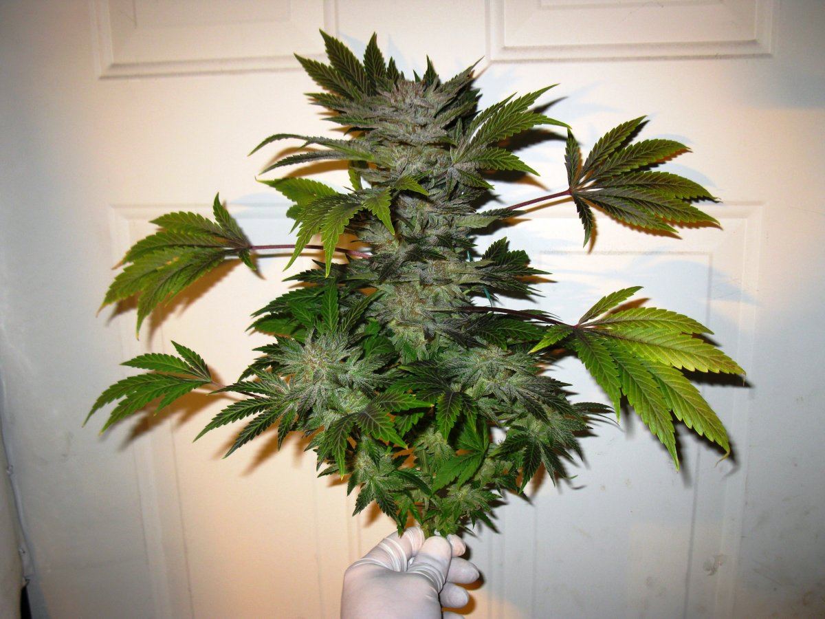 Ad 54 days  2