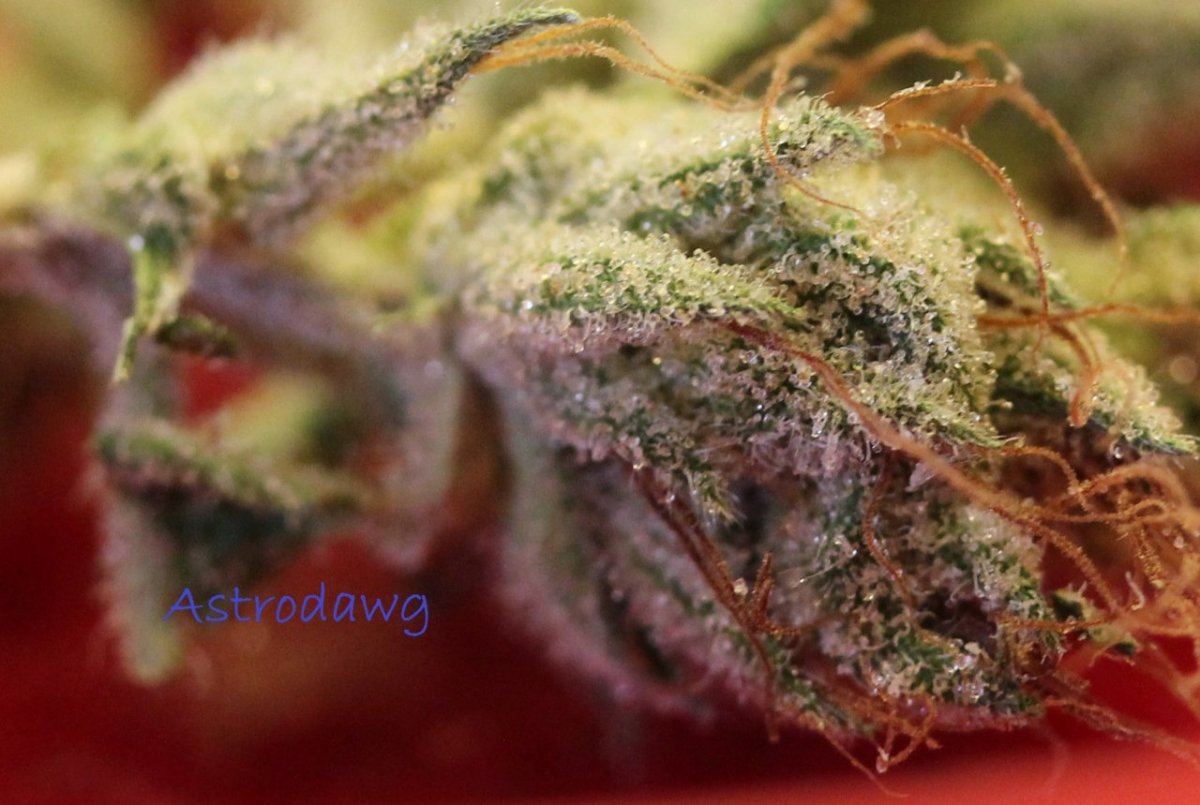 AD macro 2