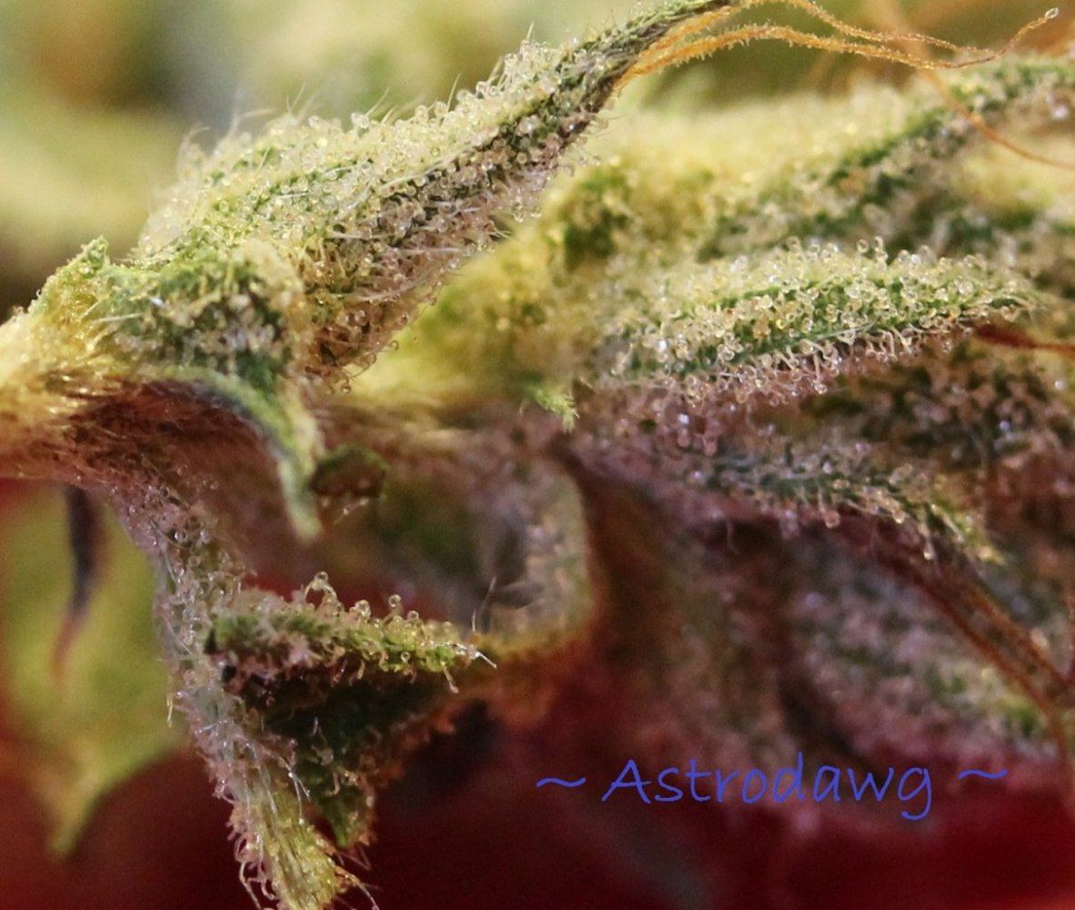 Ad macro 5