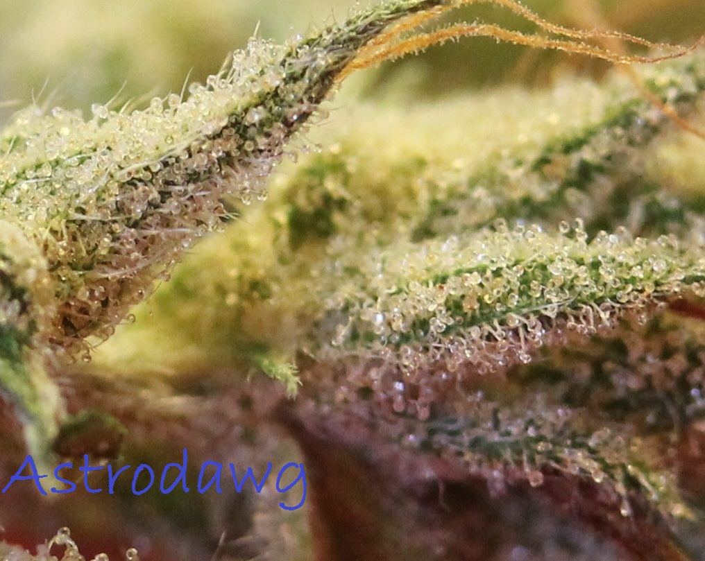 Ad macro 5