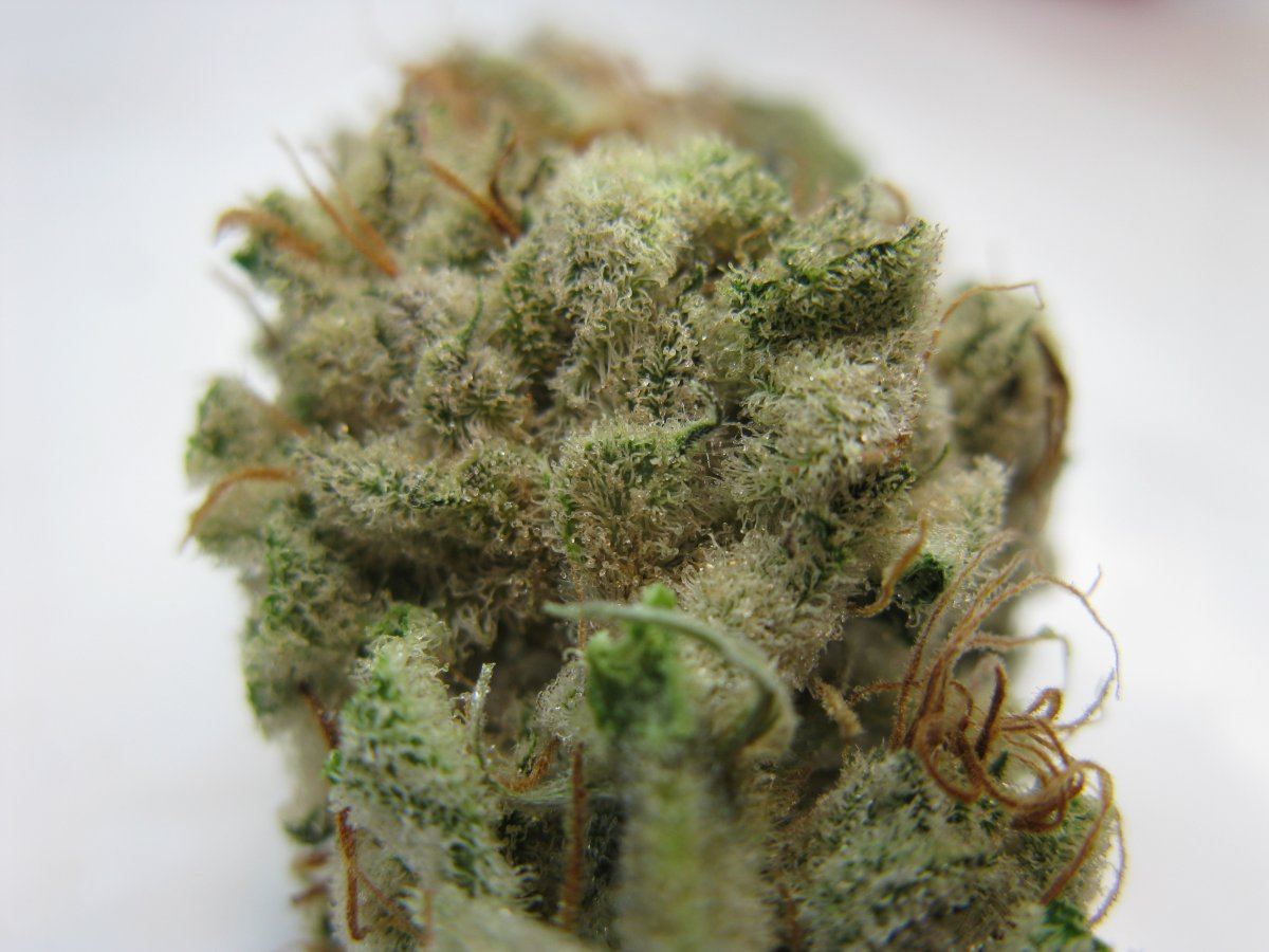 Ad trichs 014