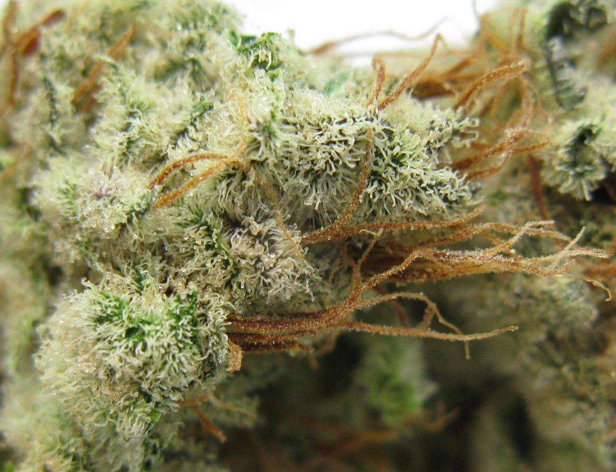 Ad trichs 029