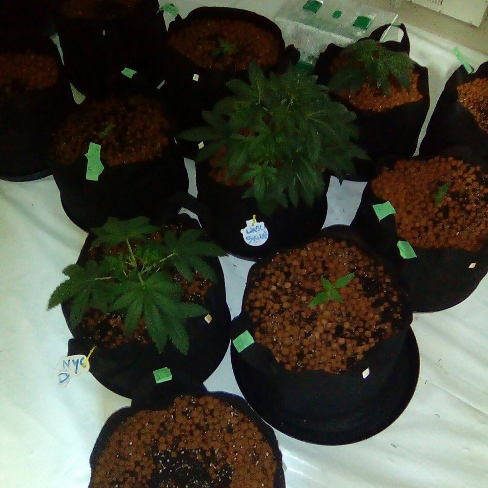 Added pots awaiting new seeds