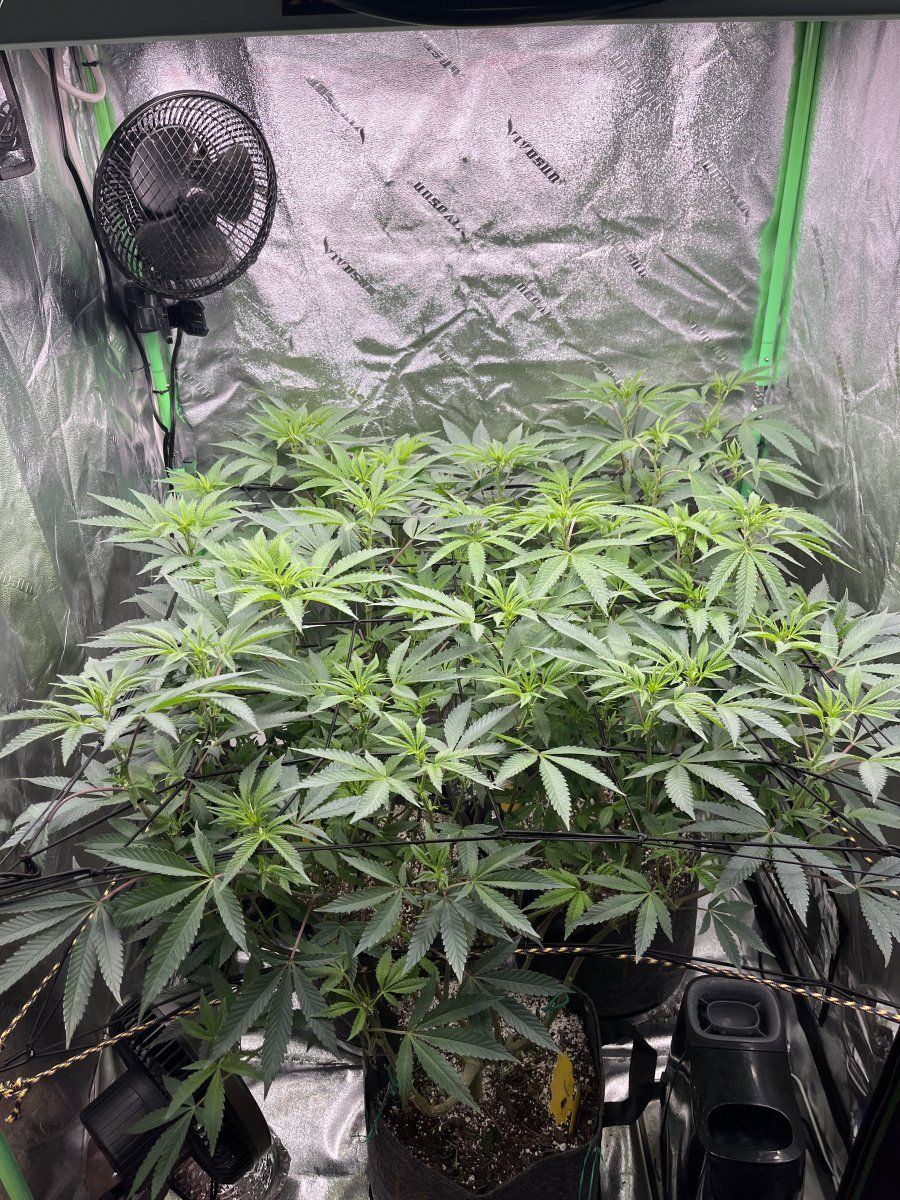 Adding P K for flowering? - THCFarmer