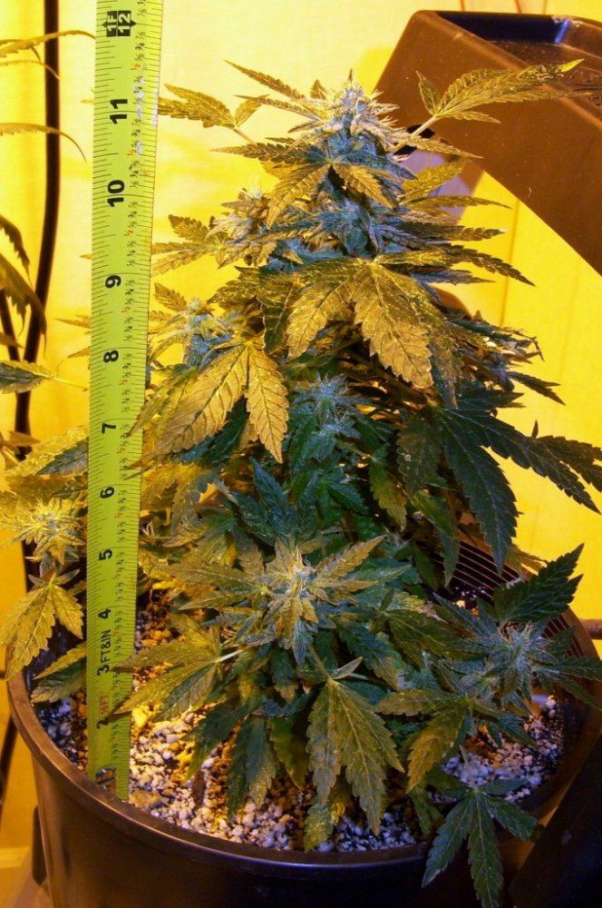 Adf2 runt bloom