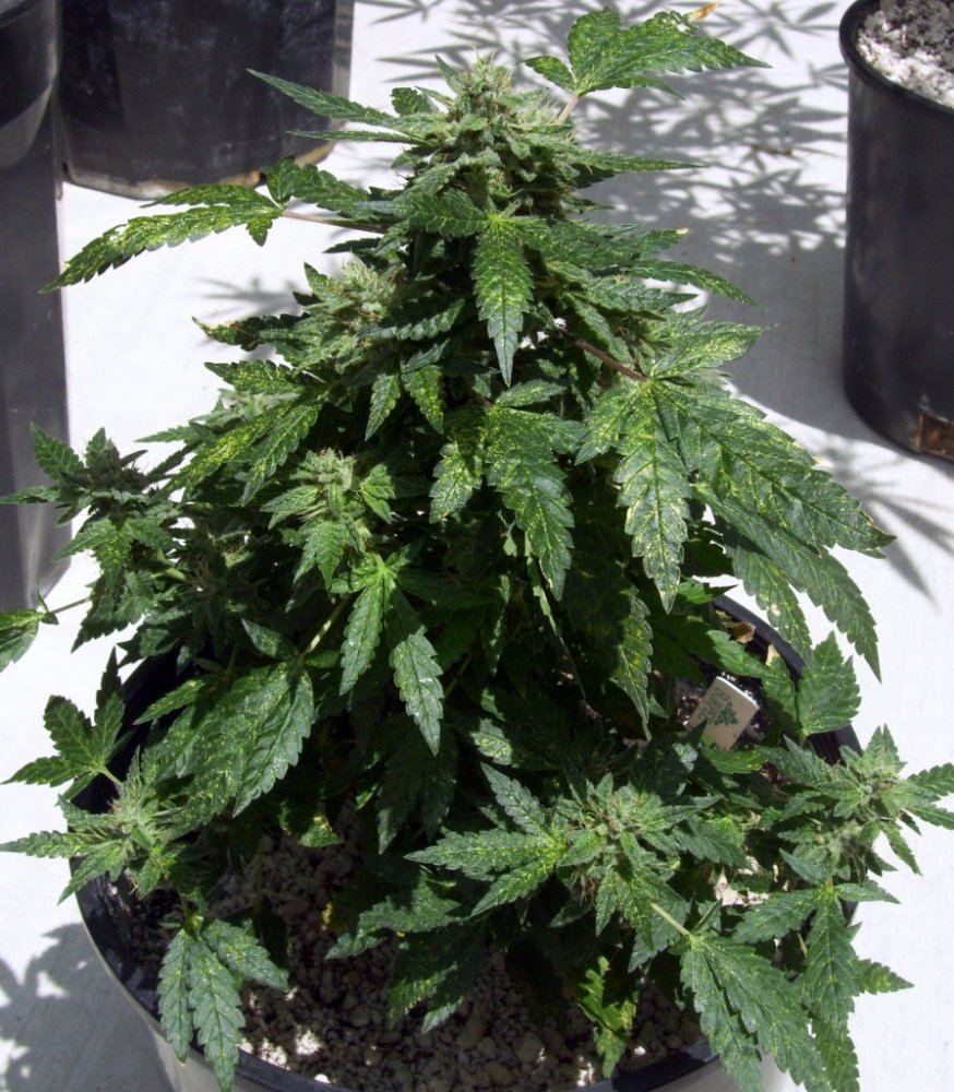 Adf2 runt bloom od
