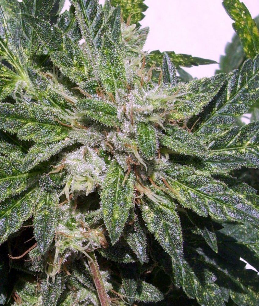Adf2 runt bloom od macro