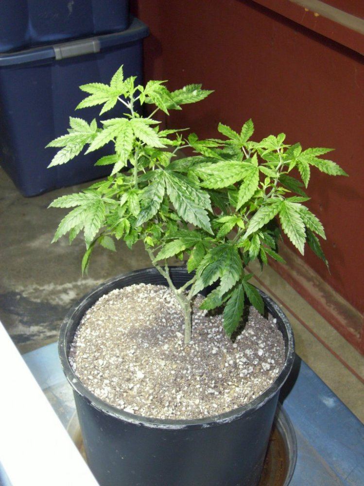 Adf2 runt