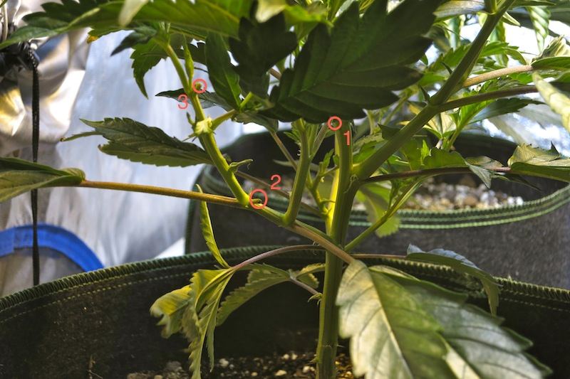ADFIMGRO sf