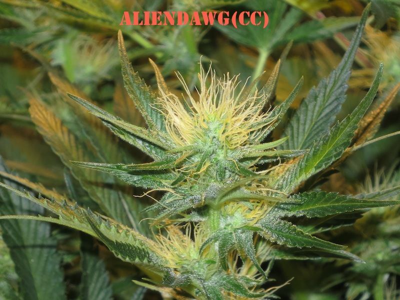ADFLOWERCR sf