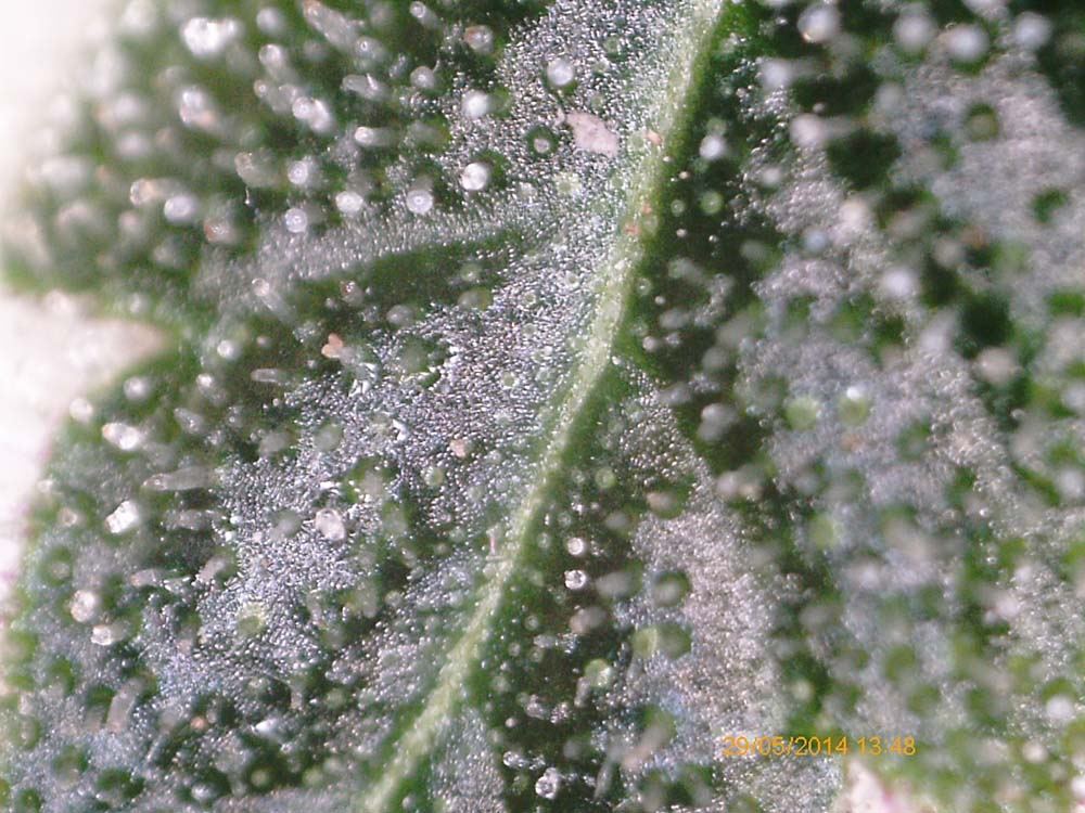 ADSD trichs 8 weeks1 private