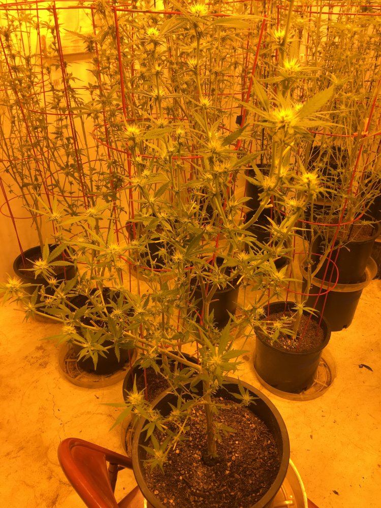 Adub sancho og 6000 way hps sealed room 3