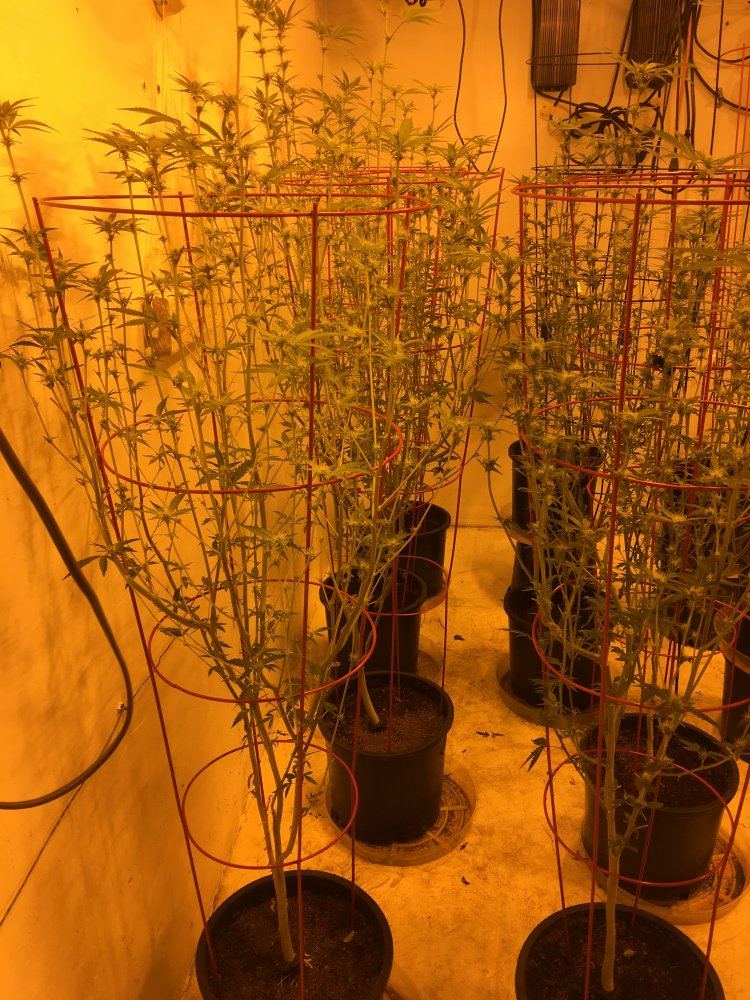Adub sancho og 6000 way hps sealed room 4