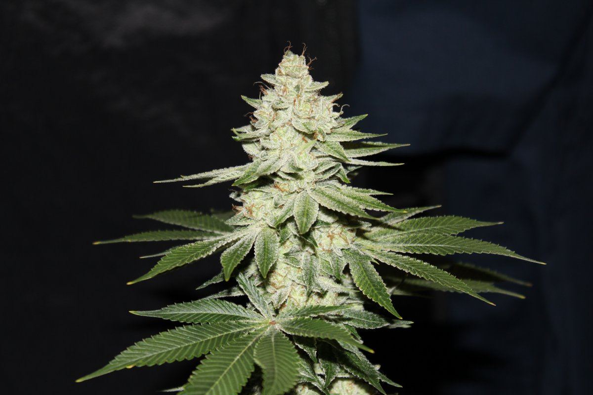 Adub5
