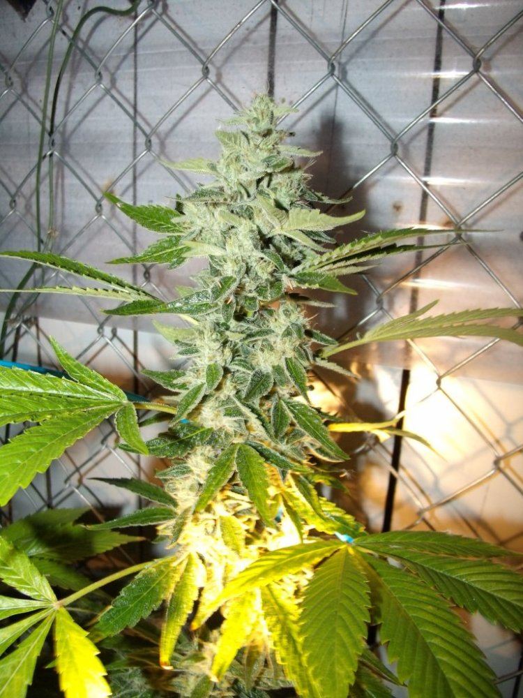 Adubb Day 54 0703 20