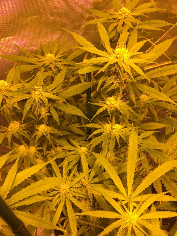 Advanced grow tips discussion talk and critique w pics 2