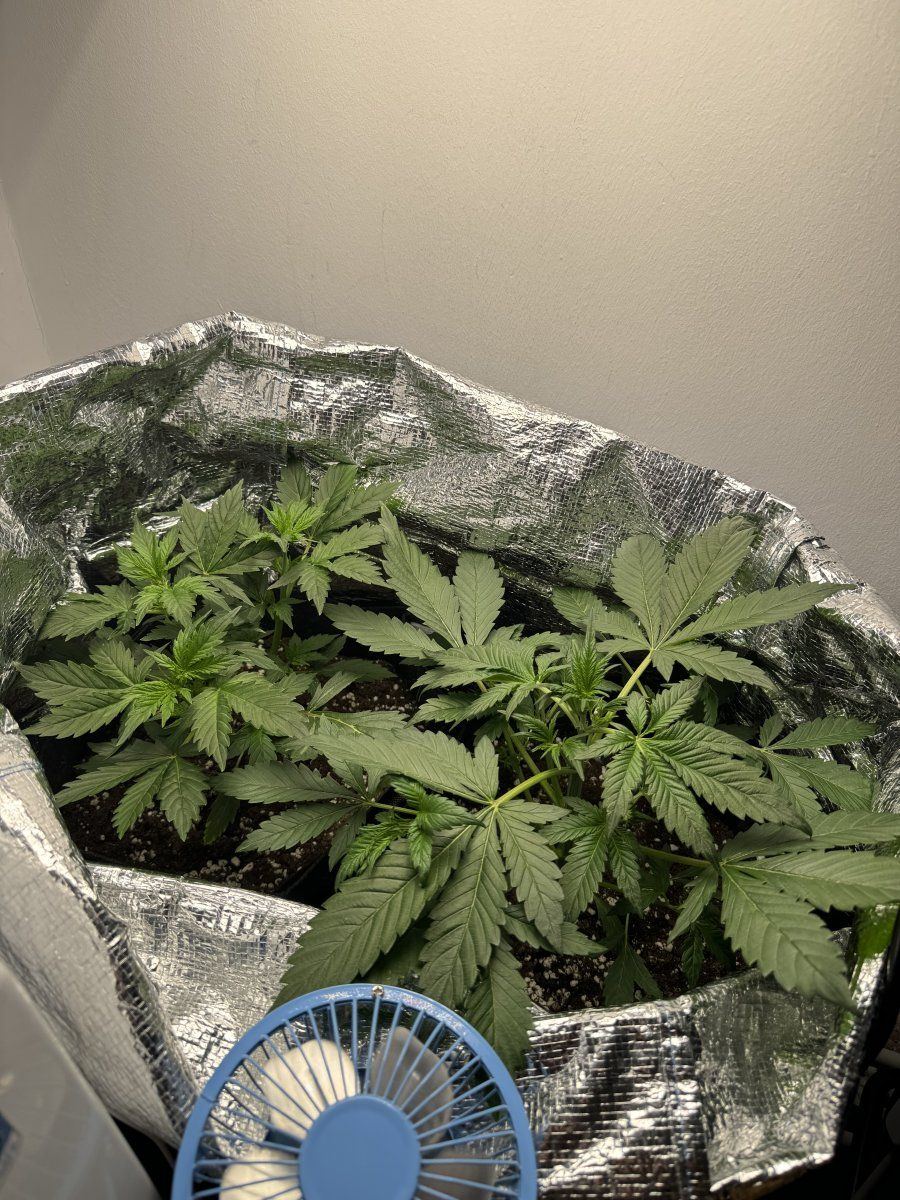 Advanced nutrition grow bloom and micro how do i start