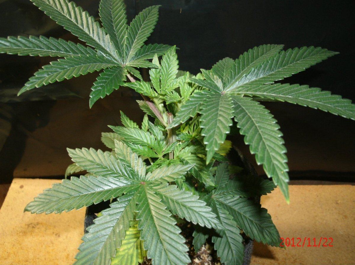 Adventures with bodhi seeds 6
