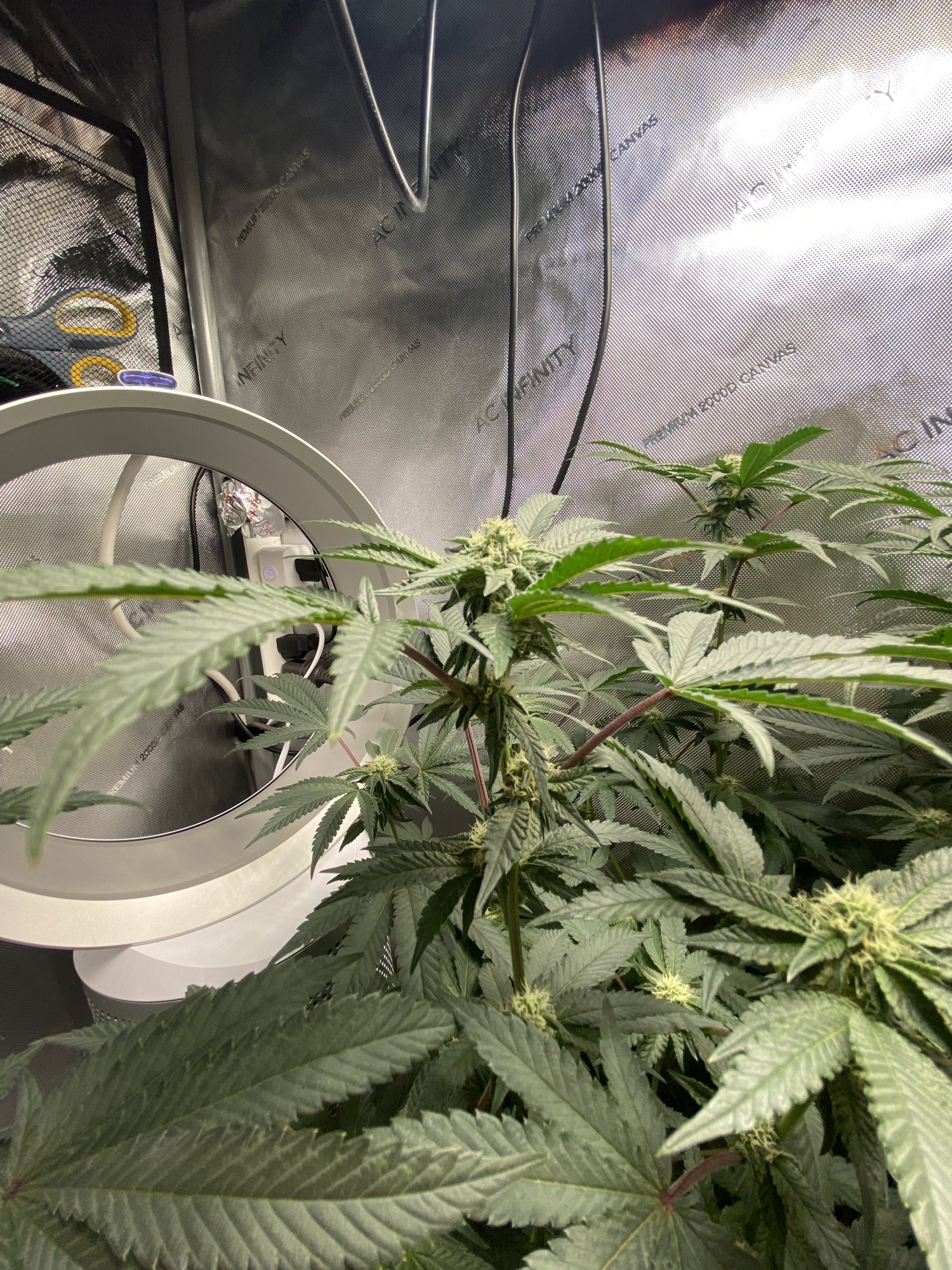 Advice finishing my first grow 3